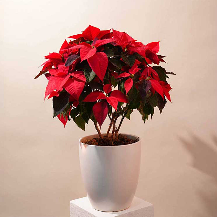 Potted poinsettia plant with red flowers on a white background