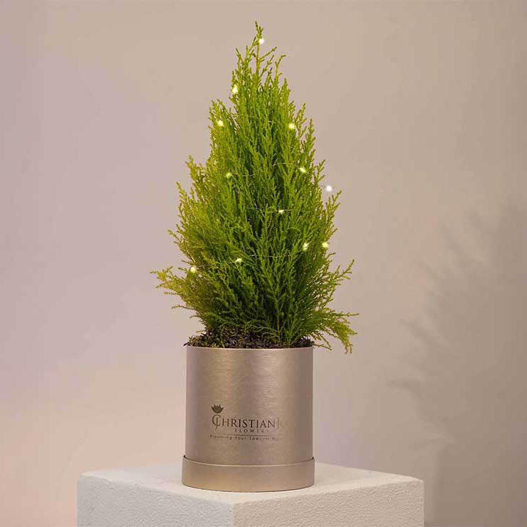 Christmas Tree - Lebanon